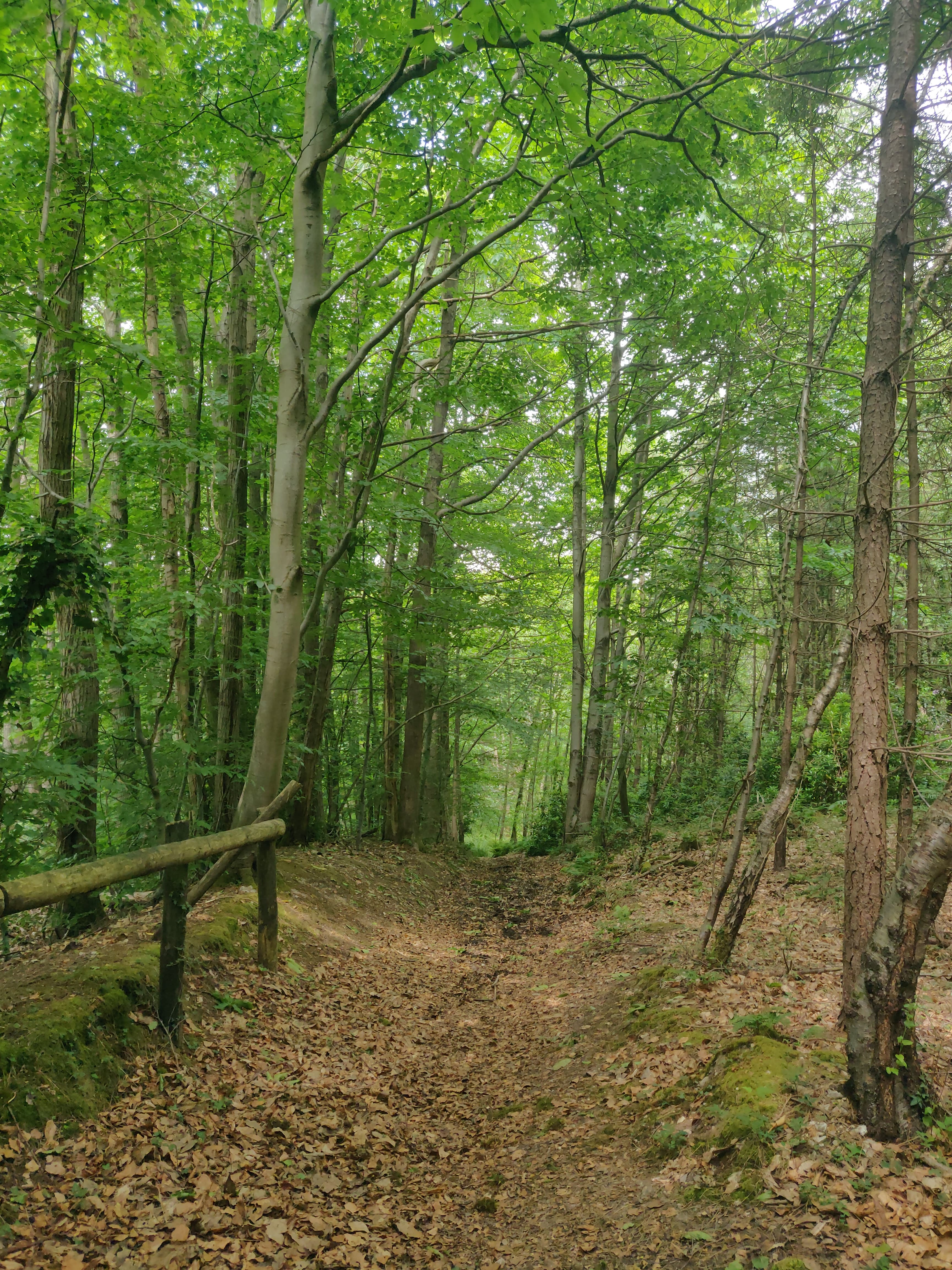 West Walk in the Forest of Bere — countryside near Cowplain, Hampshire