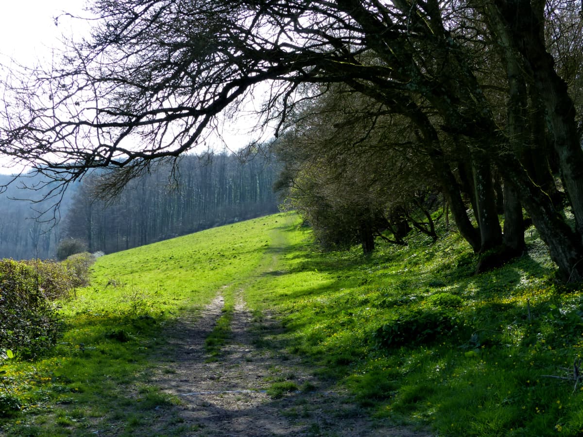 Footpath leading to Queen Elizabeth Country Park near Cowplain