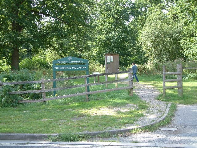 Queen's Inclosure Ancient Woodland near Cowplain — oak and birch trees